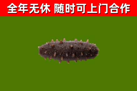 伊金霍洛旗回收海参干